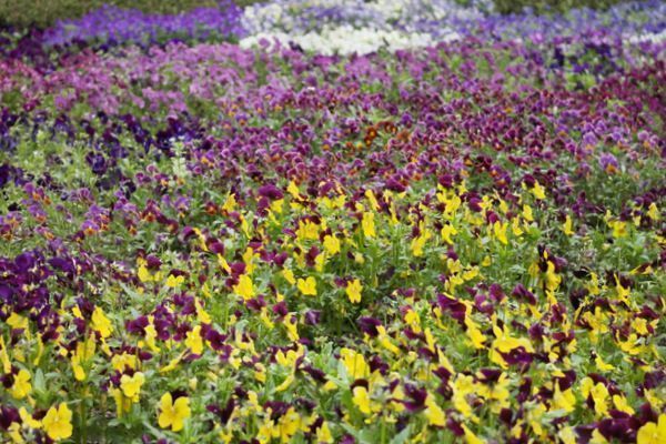 jardin botanico