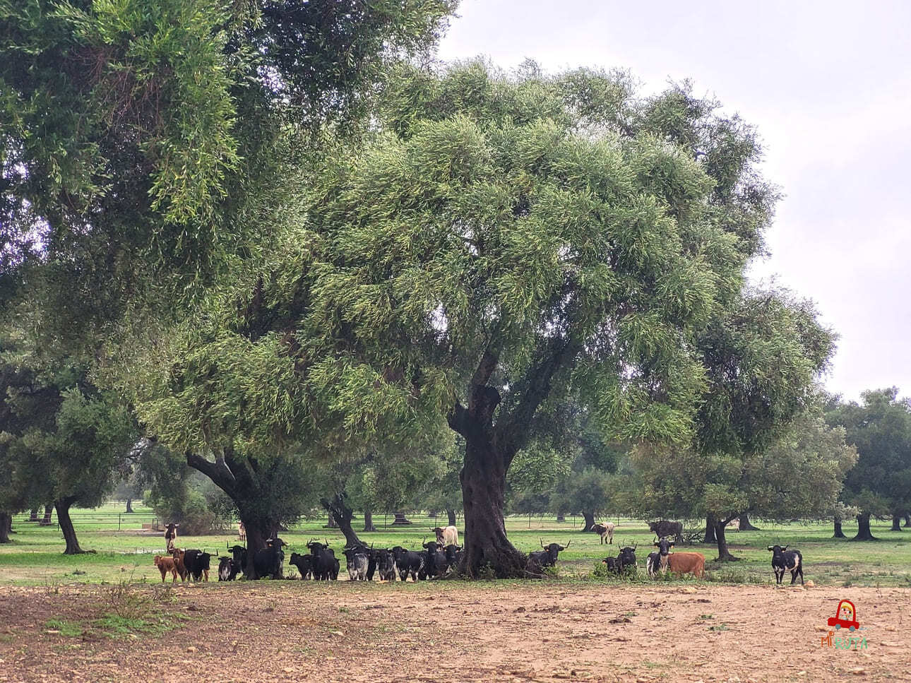 Medina Sidonia_Toros bravos