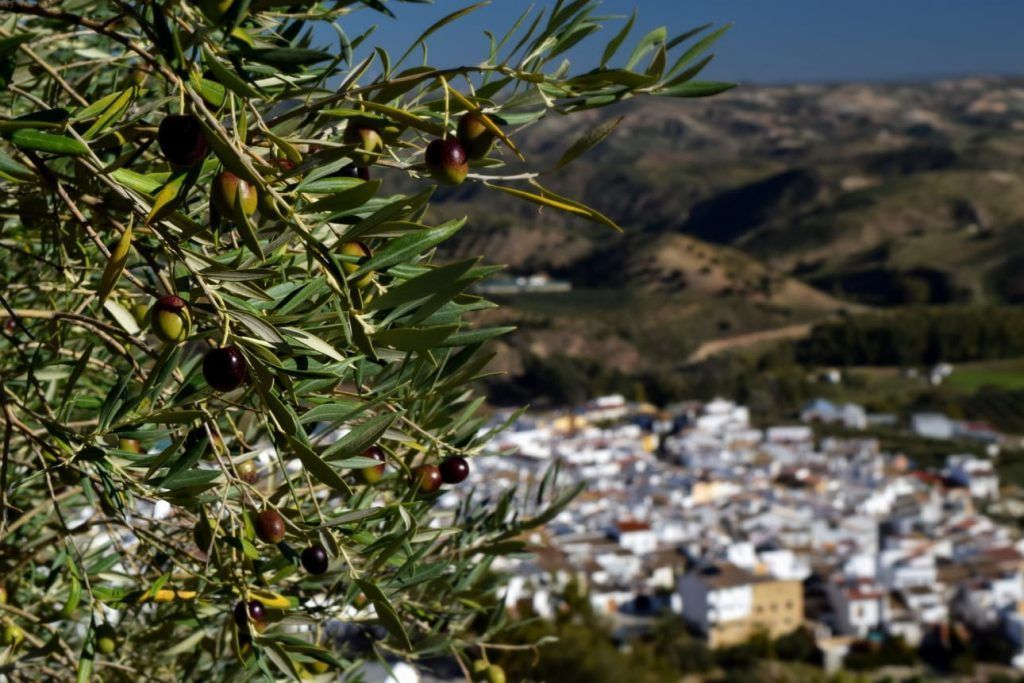 Villanueva de San Juan (7)