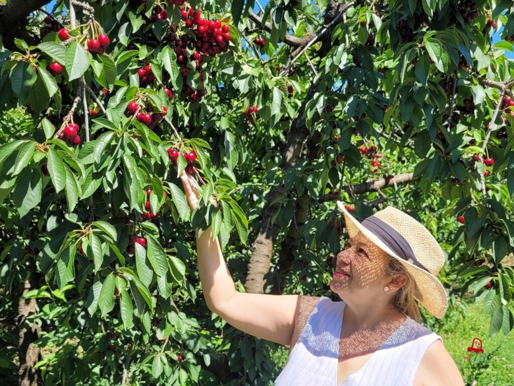 Fundão la ruta de las cerezas en el Centro de Portugal (5)