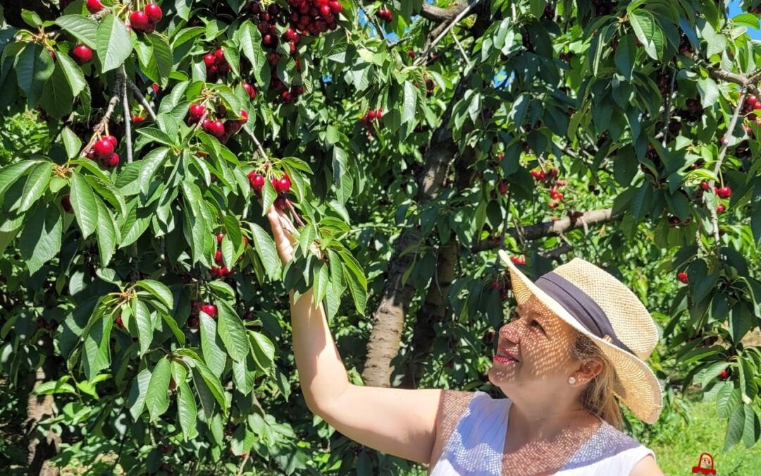Fundão la ruta de las cerezas en el Centro de Portugal (5)