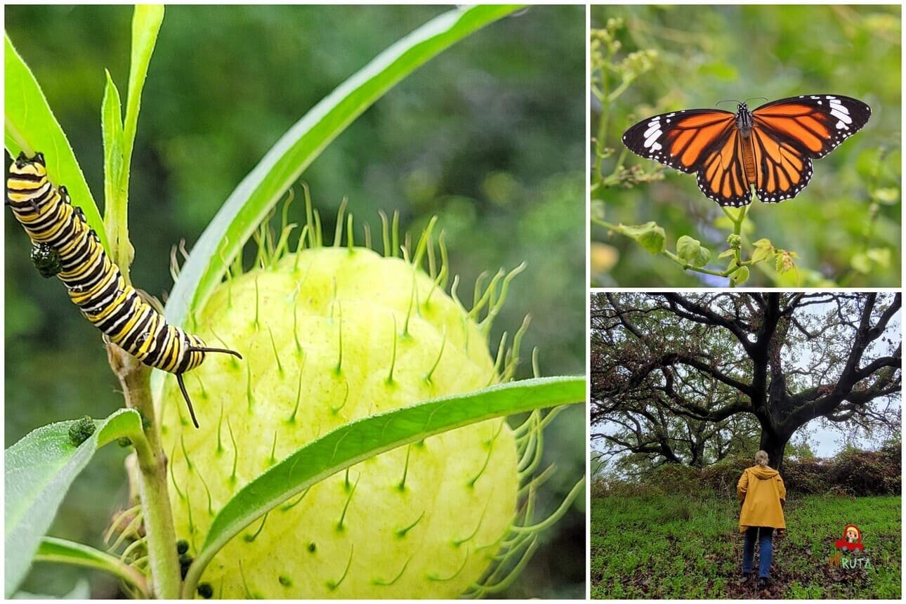 Sendero de las mariposas monarca_7