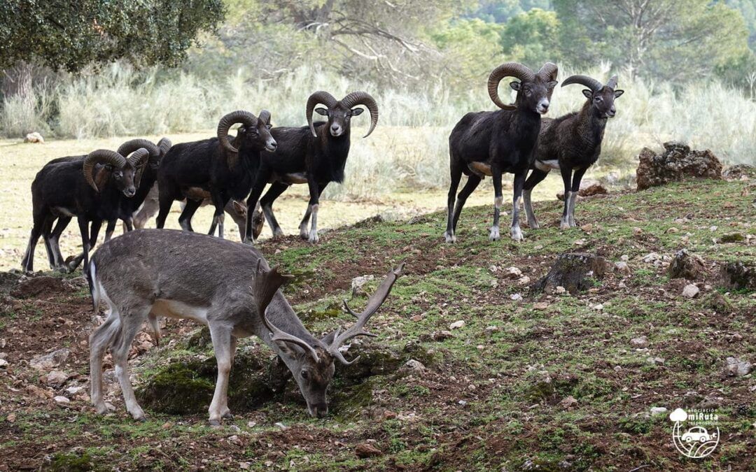 Cabras Montesas en el Parque cinegético Collado del Almendral