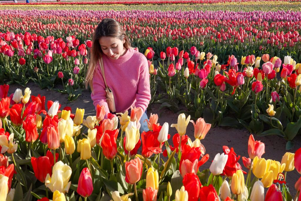 Ruta por los campos de tulipanes en Holanda