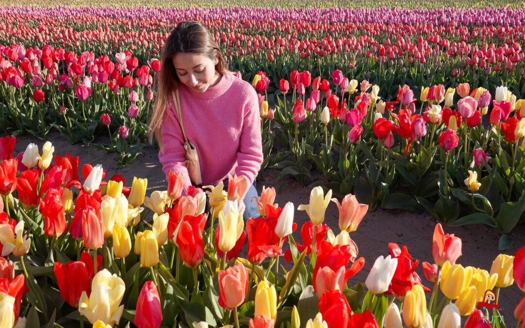 Ruta por los campos de tulipanes en Holanda