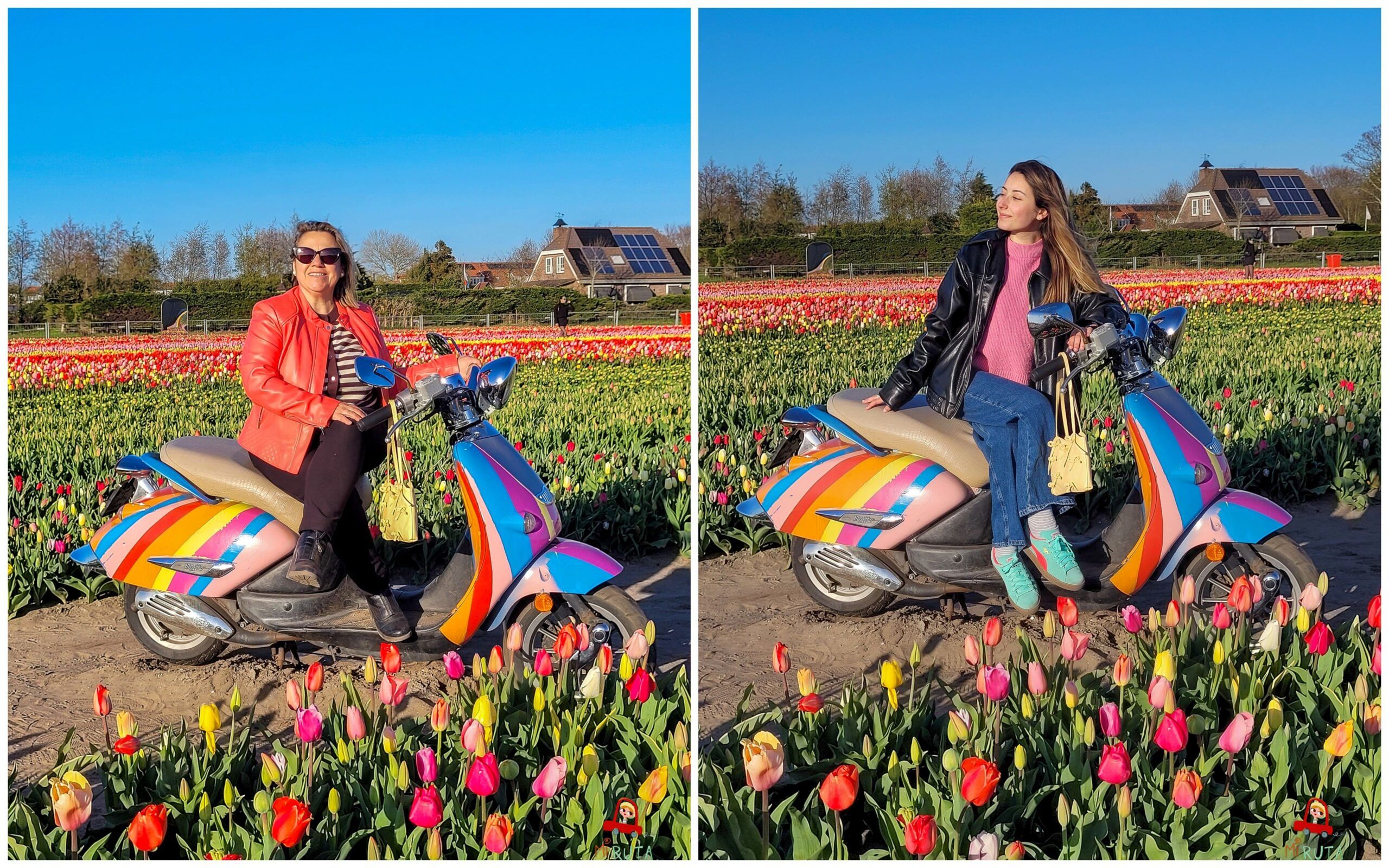 Ruta por los campos de tulipanes en Holanda_2