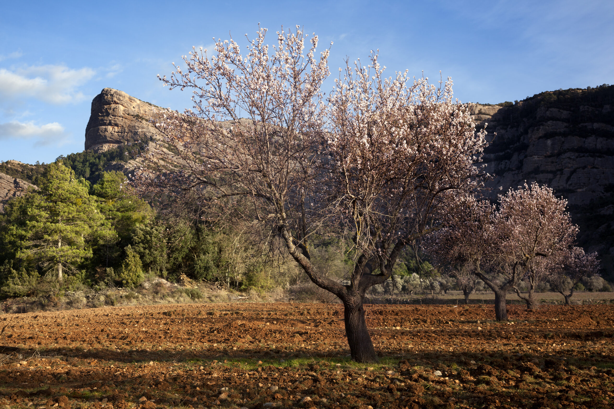 Almendros en flor en Matarraña, Teruel @Turismo de Matarraña