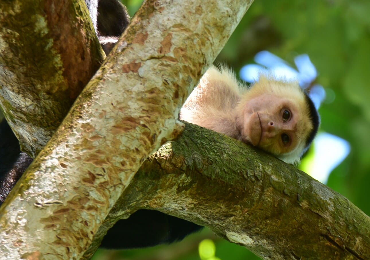 mono-costa-rica.jpg mono-costa-rica.jpg